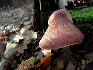 Klikni pro velký obrázek