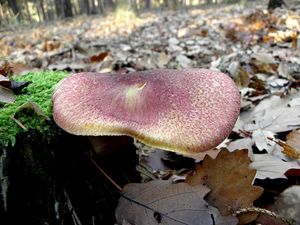 Klikni pro velký obrázek