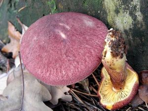 Klikni pro velký obrázek