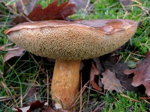 Klikni pro velký obrázek