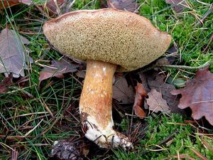 Klikni pro velký obrázek