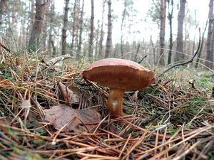 Klikni pro velký obrázek