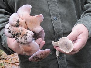 Klikni pro velký obrázek