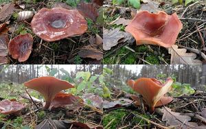 Klikni pro velký obrázek