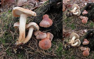 Klikni pro velký obrázek