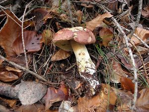 Klikni pro velký obrázek