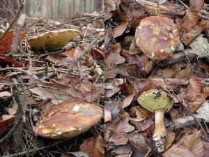 Klikni pro velký obrázek