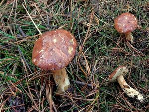 Klikni pro velký obrázek