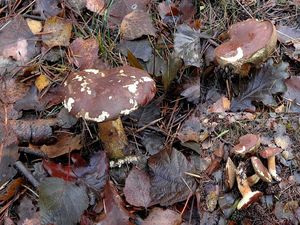 Klikni pro velký obrázek