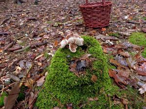 Klikni pro velký obrázek