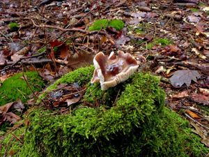 Klikni pro velký obrázek