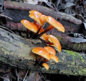 Klikni pro velký obrázek