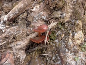 Klikni pro velký obrázek