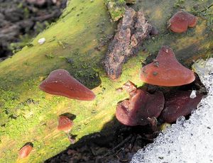 Klikni pro velký obrázek