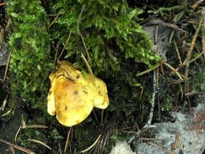 Klikni pro velký obrázek