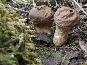 Klikni pro velký obrázek