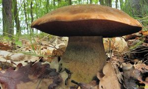 Klikni pro velký obrázek