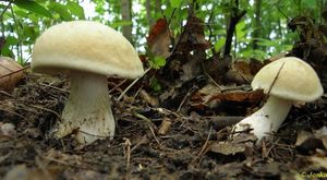 Klikni pro velký obrázek