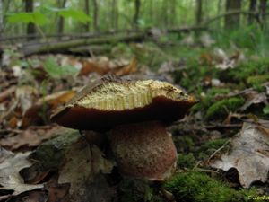 Klikni pro velký obrázek