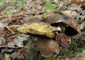 Klikni pro velký obrázek