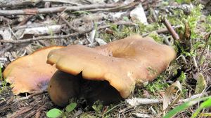 Klikni pro velký obrázek