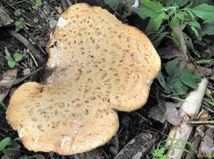 Klikni pro velký obrázek