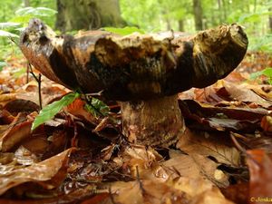 Klikni pro velký obrázek