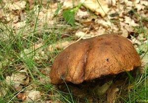 Klikni pro velký obrázek