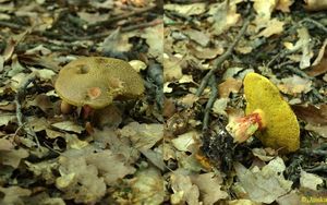 Klikni pro velký obrázek