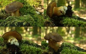 Klikni pro velký obrázek