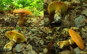 Klikni pro velký obrázek