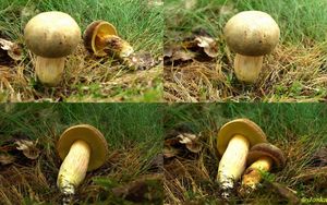 Klikni pro velký obrázek