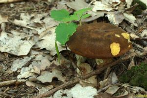 Klikni pro velký obrázek