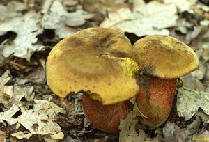 Klikni pro velký obrázek