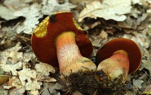 Klikni pro velký obrázek