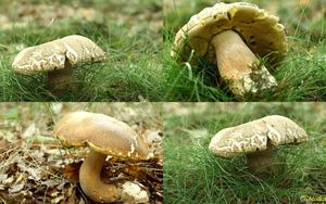 Klikni pro velký obrázek