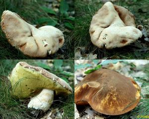 Klikni pro velký obrázek