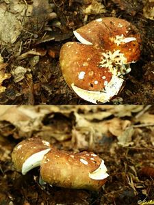 Klikni pro velký obrázek