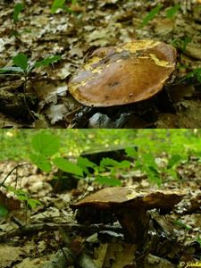 Klikni pro velký obrázek