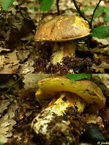 Klikni pro velký obrázek