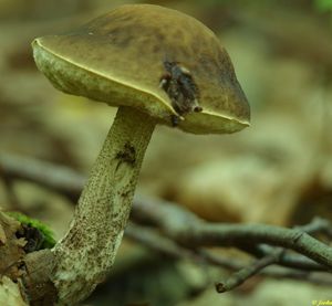 Klikni pro velký obrázek