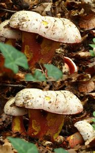 Klikni pro velký obrázek