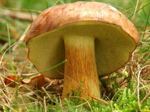 Klikni pro velký obrázek