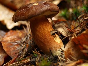 Klikni pro velký obrázek