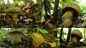 Klikni pro velký obrázek