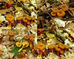 Klikni pro velký obrázek