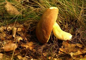 Klikni pro velký obrázek