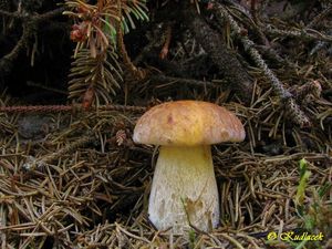 Klikni pro velký obrázek