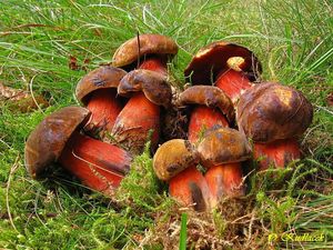 Klikni pro velký obrázek