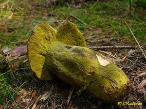 Klikni pro velký obrázek